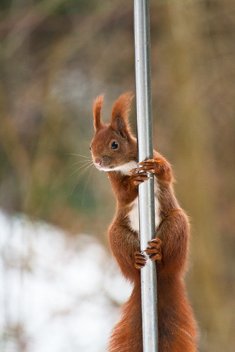 Pole dancing Squirrel by blichb