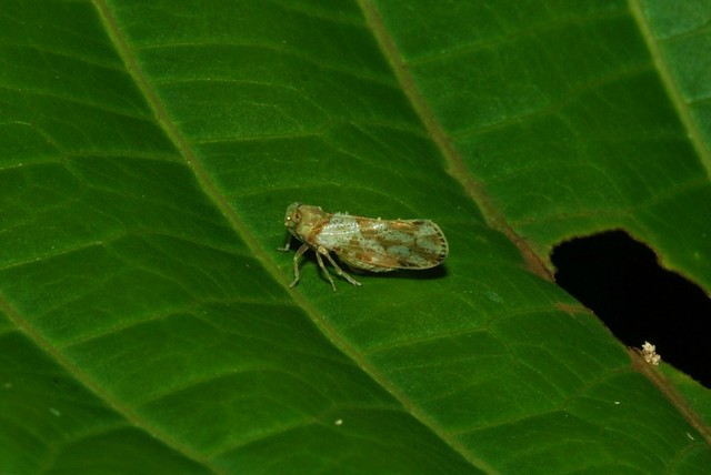 Unidentified Leafhopper VI