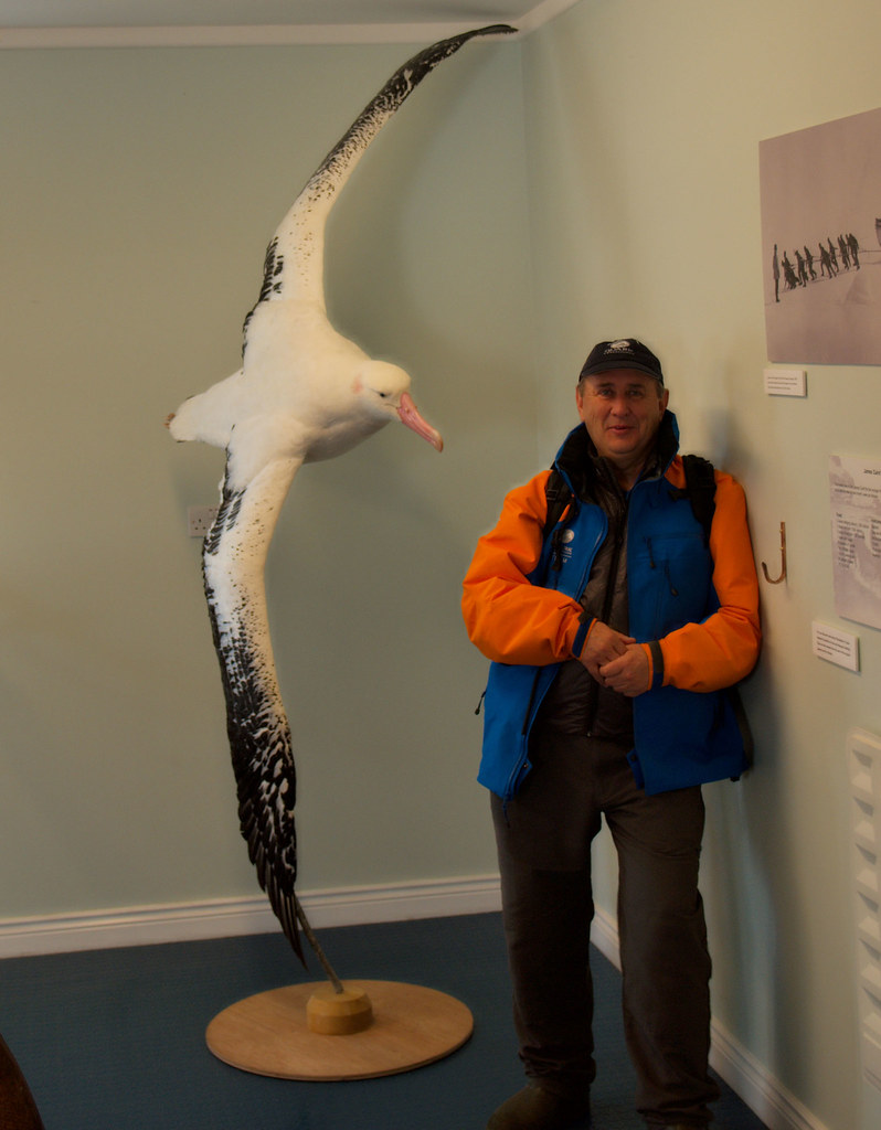 wandering albatross compared to human