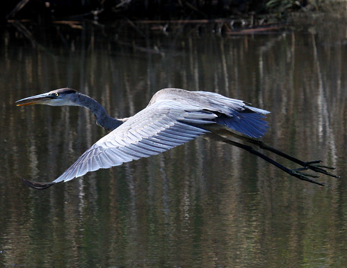 Blue Heron by claybuster1(doing good just very busy)