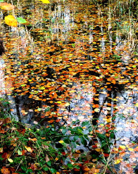 Floating Leaves, Windermere.