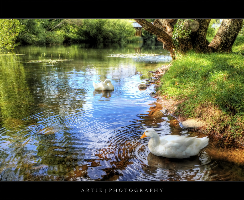 The Geese of Deloraine :: P-HDR by :: Artie | Photography ::
