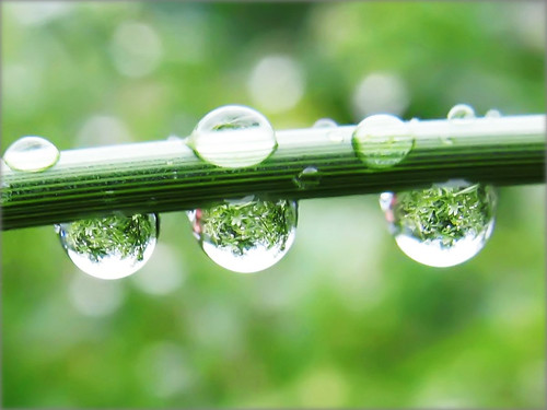 Raindrops with the Refraction of a Green Jungle - Nature in my Garden by Batikart