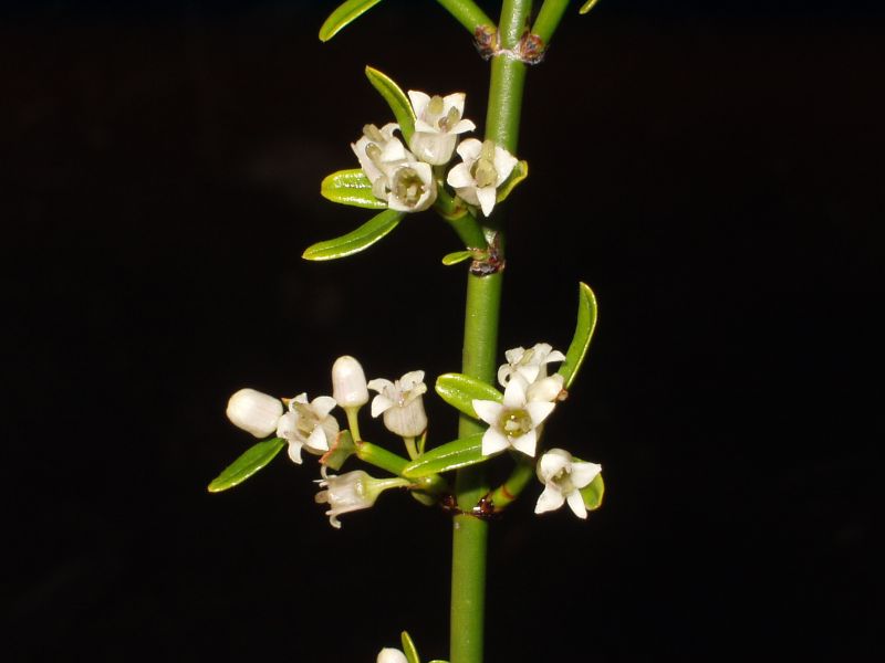 [Rhamnaceae] Discaria articulata