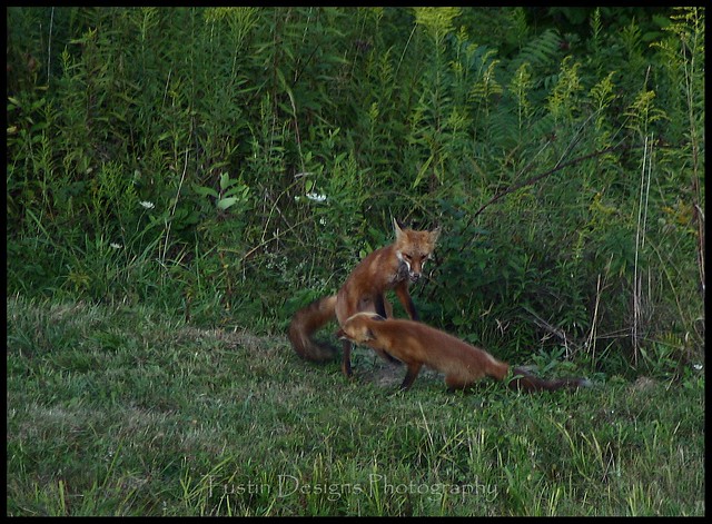 Two Red Foxes Playing (1)