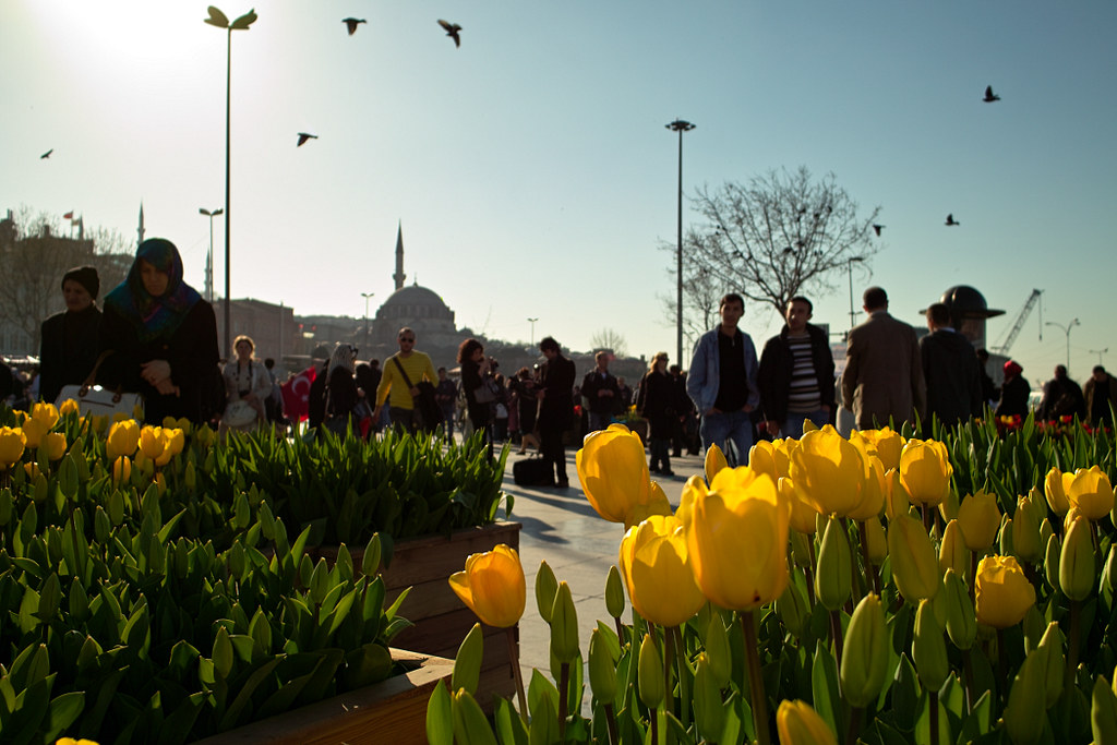 Istanbuler Tulpen by MilansPictures