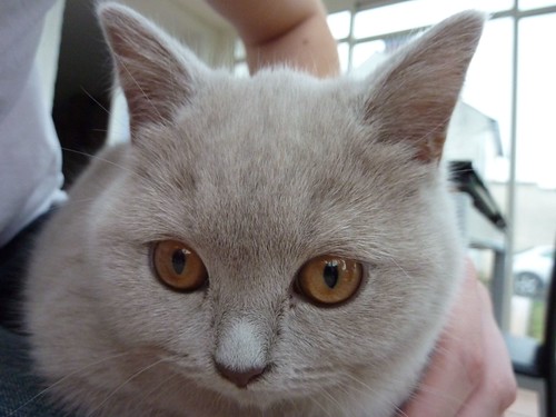 british shorthair personality