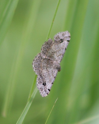 ftinge uvaldecounty leonariver tx ftingehistoricpark cyclophorananaria wavemoth moth 7140