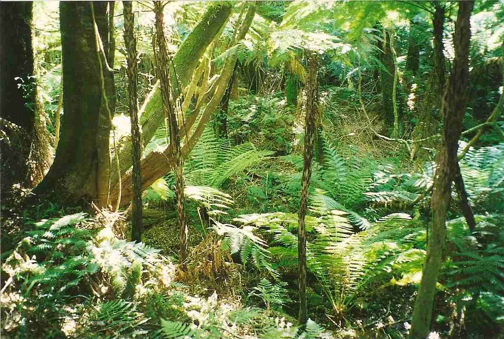 Maxwells Creek Cool Temperate Rainforest (Cyathea leichhardtiana)