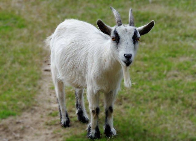 Got Your Goat - #0486