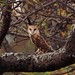 Flickr photo '45 Owls: Tyto alba' by: David Bygott.