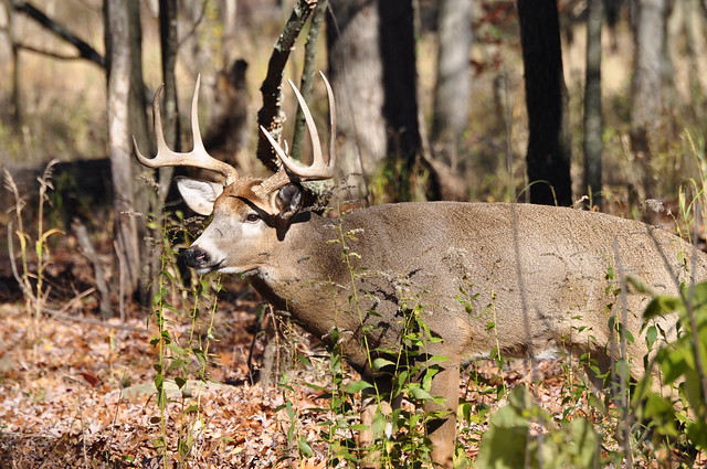 whitetail buck in the rut