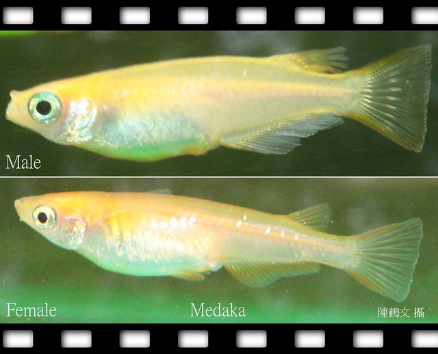 Typecal male and female medaka (日本青鱂魚)-01