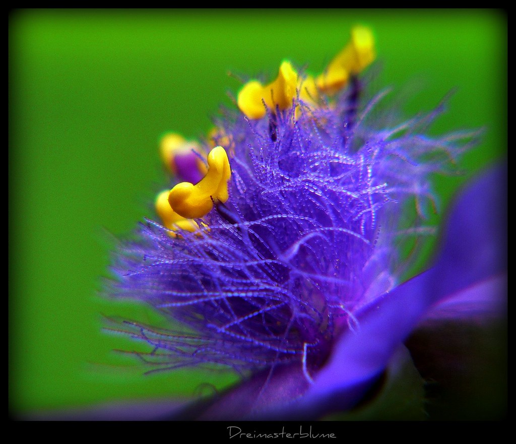Dreimasterblume - dew and flower by NPPhotographie