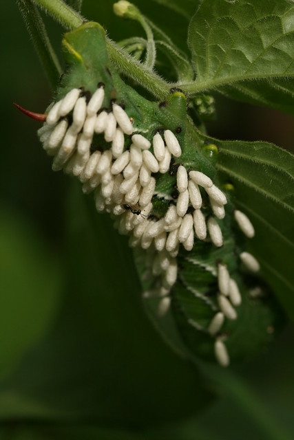 Braconid Wasp Cotesia congregata with pupal casings