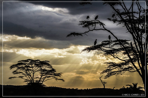 sunset sky sun birds yellow geotagged tanzania tramonto grigio gray uccelli giallo cielo mara sole tza seronerawildlodge tanzania2014 geo:lat=242021000 geo:lon=3486052000