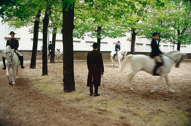 Lipizzaner Horses outside Vienna Spanish Riding School