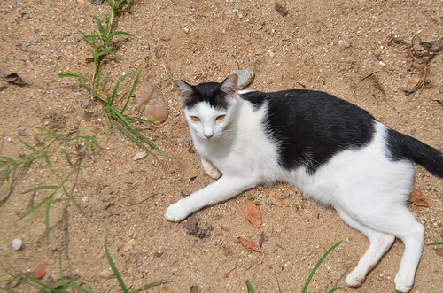 CMS_2922 | by Loop Abroad Thailand