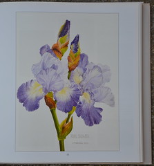 L'Iris, une fleur royale 31948475113_931150f592_m