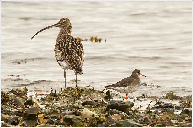 Curlew and Redshank the stand-off-2