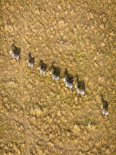 Zebras from the hot air balloon, Maasai Mara, Kenya