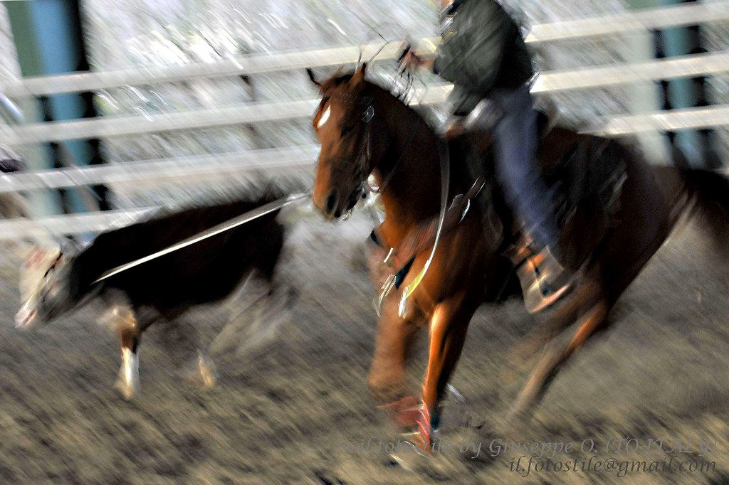 Quarter Horse - ROPING by [ il_fotostile ] by Giuseppe ONORATI photography