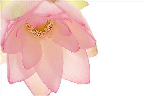 Lotus Flower - IMG_9000 - زهرة اللوتس, ハスの花, 莲花, گل لوتوس, Fleur de Lotus, Lotosblume, कुंद, 연꽃 by Bahman Farzad