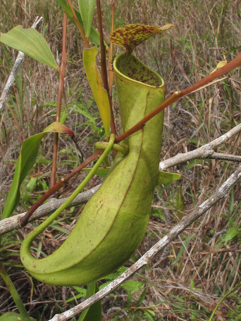 Nepenthes gracilis, Canada Hill, Miri, Sarawak, Malaysia 2