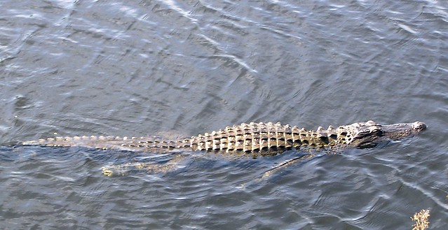 Fort Myers Florida - Alligator