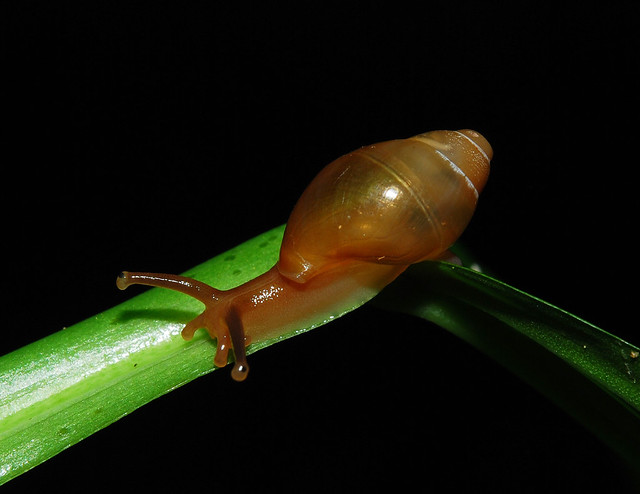 Cute Amazonian snail (Bulimulidae, juvenile)