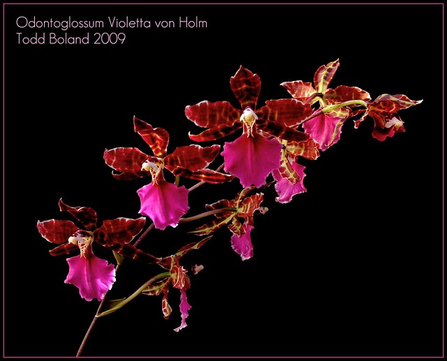 Odontoglossum Violetta von Holm
