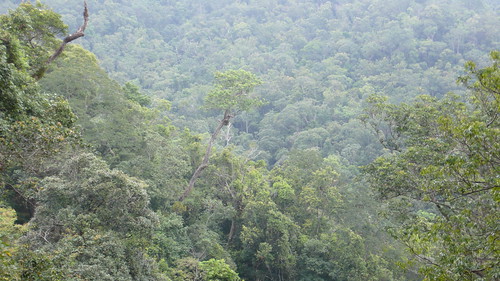 Wed, 09/30/2009 - 13:51 - View across the Lienhuachih forest.
Credit: CTFS