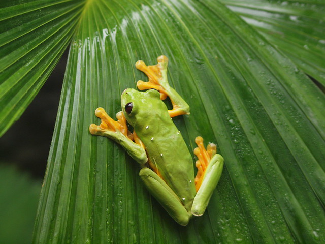 Gliding Tree Frog in Costa Rica