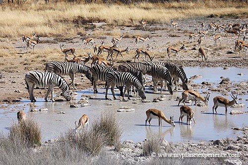 Namibia experience : zebras & springboks