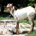 Horny goat