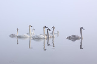Trumpeter Swan Family in Morning Mist | by www.studebakerstudio.com