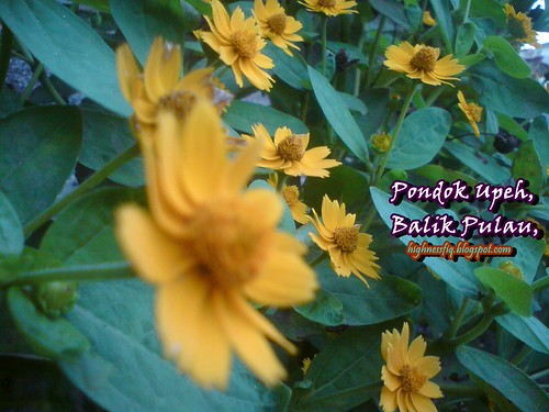 bunga matahari mini | by HiGHNeSS FiQ