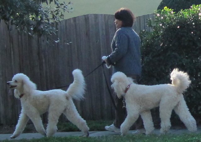 Walking two big white poodles
