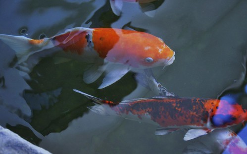 _DSC0268 : Ikan peliharaan dalam kolam | Hj.Esa Md. Yunos | Flickr