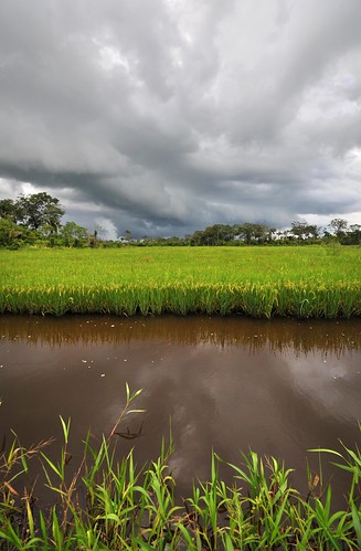 santacruz southamerica rice farm bolivia farmer ciat cgiar neilpalmer nrpciat