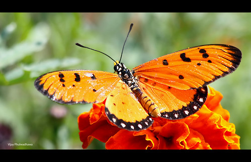 Butterfly: Tawny Coster (Acraea terpsicore) by Vijay..