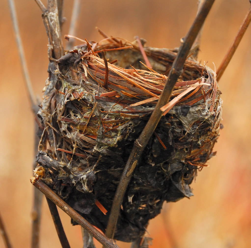 Deep Fall at Longwood Gardens: Birds Nest | A small birds ne… | Flickr