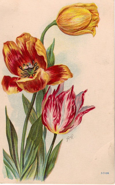 2 cent tulips postcard
