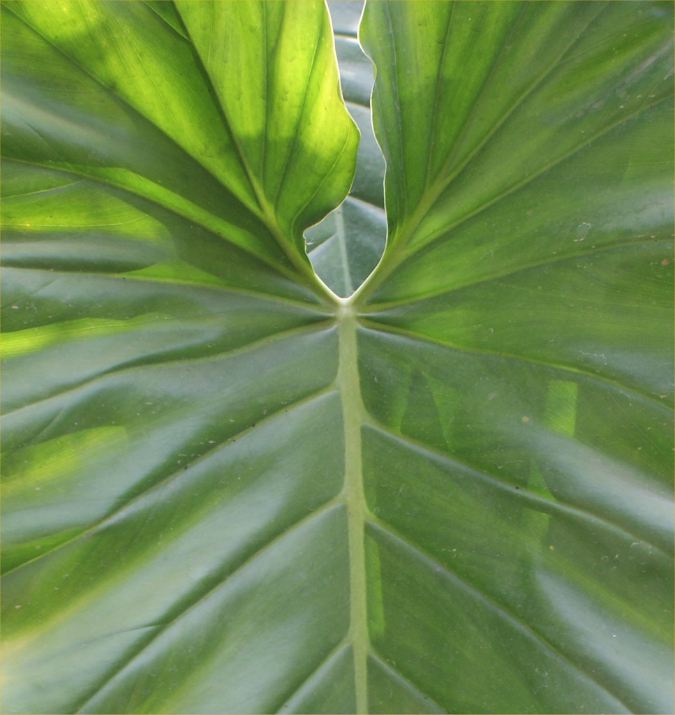 Philodendron Leaf | Howard G Charing | Flickr