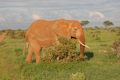 Elephant in Tsavo