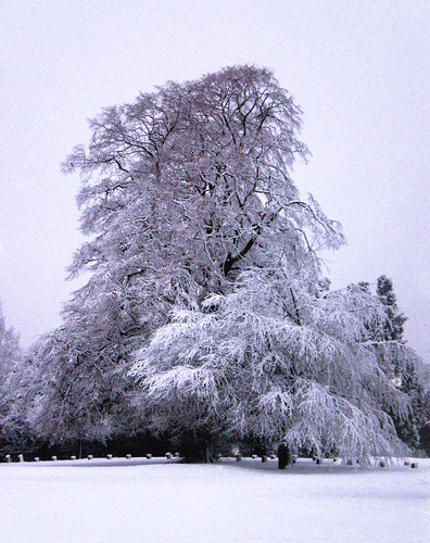 Two trees in snow