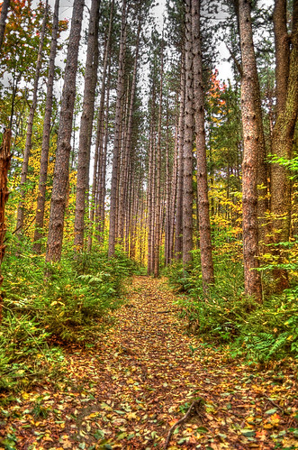 afire by almostsummersky, Highland Forest trail in the fall.park autumn trees newyork green fall nature leaves yellow forest w