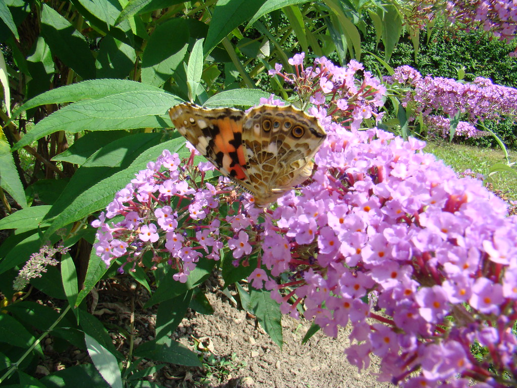 Chequia mariposa y flora 25