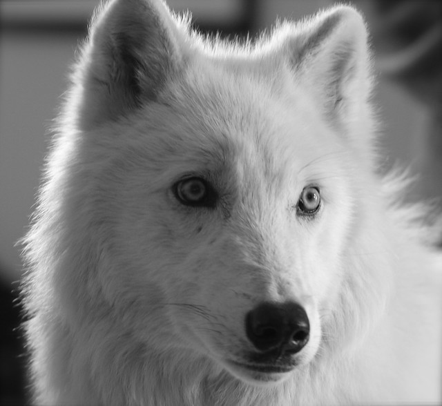 Atka - in black and white.