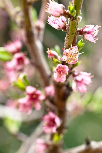 Peach tree in bloom